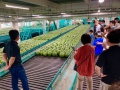〔倉吉市〕倉吉スイカ選果場見学と極実西瓜試食体験オープンデー2026
