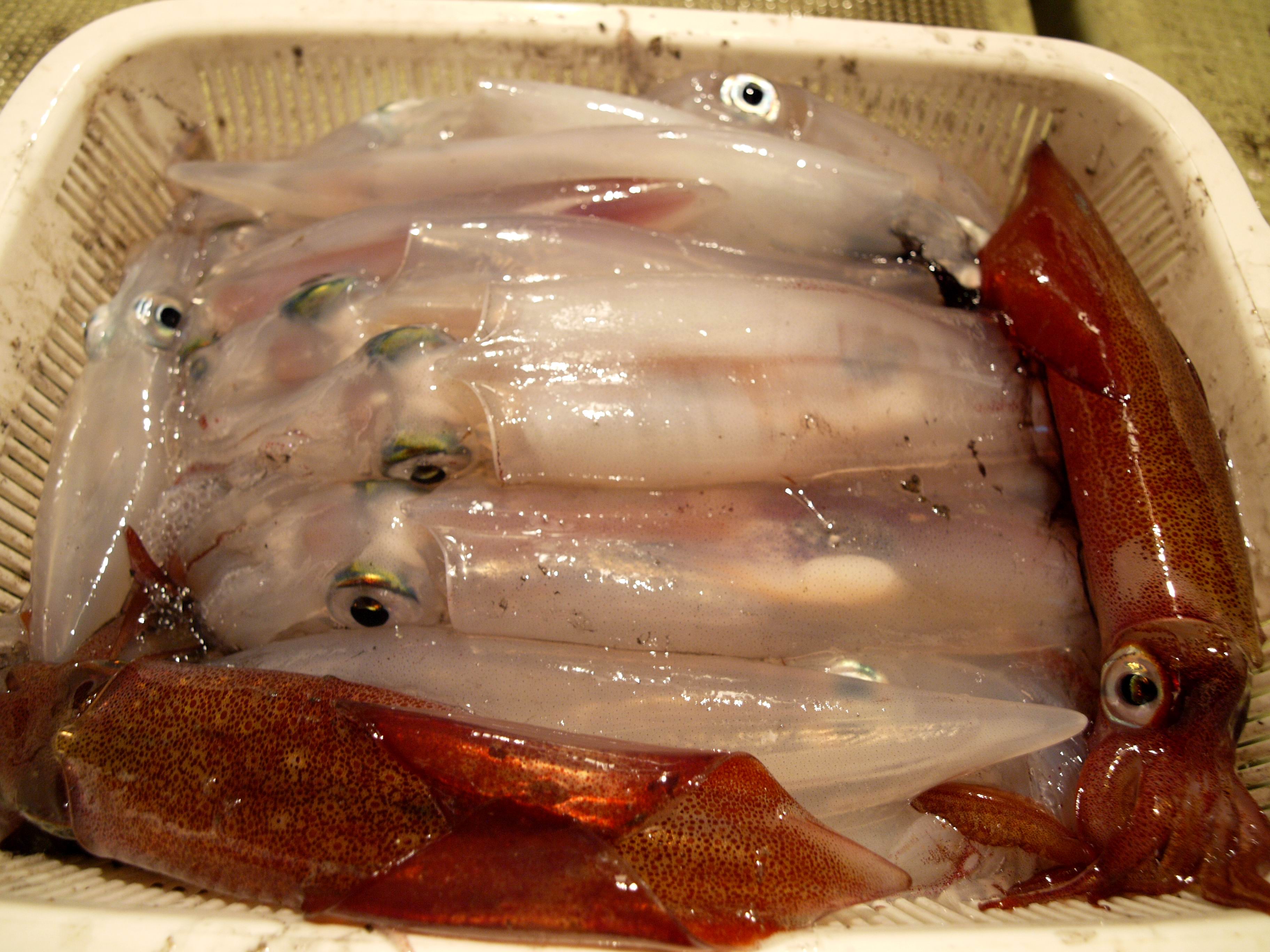 イカ釣り