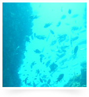 ジオパークを海の中から体感！日本海のお魚たち。