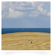 鳥取砂丘/雨上がりの砂丘の模様が美しい。