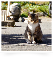 浦富海岸/天日干しスルメと猫。