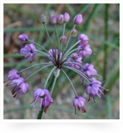 ラベンダーのような美しい一面赤紫色の花畑を見た瞬間、ついつい童心にかえり、夢中で花つみをしました。