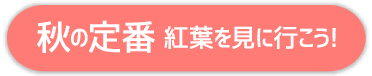 秋の定番 紅葉を見に行こう!