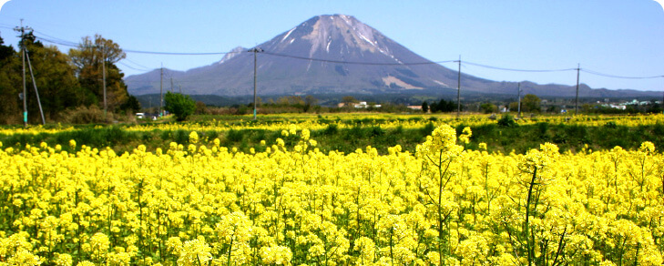 菜の花