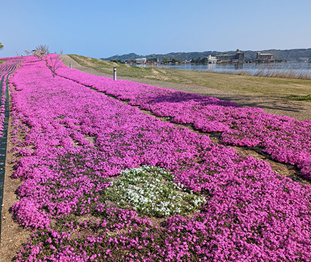 芝桜