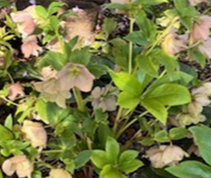 クリスマスローズ