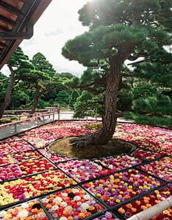 由志園 ボタン 牡丹 ゆうしえん 中海(なかうみ)に浮かぶ大根島(だいこんじま)は、約250 年の歴史を持つ日本一の牡丹の花の生産地です。この島で1 年を通じて牡丹をはじめとする四季折々の花を咲かせる「由志園」。山陰最大規模の池泉回遊式日本庭園があり、春の牡丹やチューリップ、秋の紅葉を照らし出すライトアップ、冬のイルミネーションなど、非日常感が漂う優美な景色は心まで華やかにしてくれます。島根県松江市八束町波入