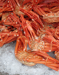 美食倶楽部 ぶっこん亭 かに 新鮮な魚介が水揚げされる境港の食といえば、やはり海鮮丼!「合戦中」の看板を出して営業する『ぶっこん亭』では、ベニズワイガニが丸々1杯に10種類以上の特大海鮮ネタが盛られた「特上海鮮丼」をはじめ、味はもちろん見た目にもインパクトのある海鮮丼が堪能できます。その豪快さは、写真映えすること間違いなし!鳥取県境港市竹内町