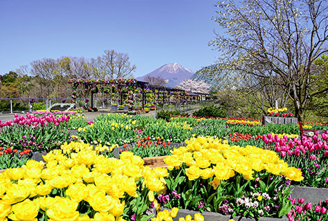 とっとり春旅・夏旅パスポート トリパス