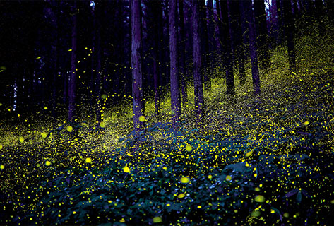 とっとり春旅・夏旅パスポート トリパス