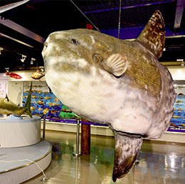 海とくらしの史料館