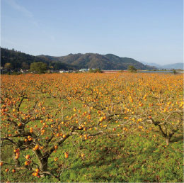 はなごしょ 花御所柿【八頭町】
