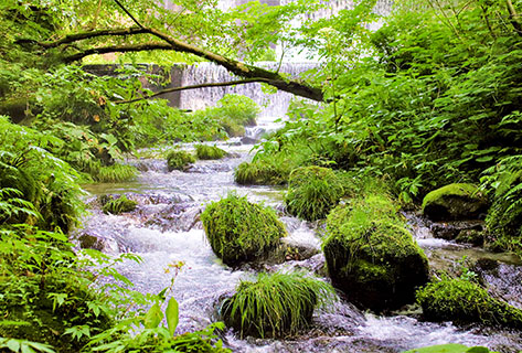 とっとり旅パスポート「トリパス」