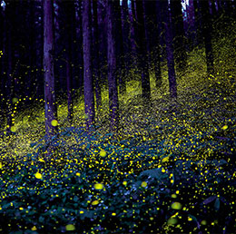 ふくまき福万来ホタル乃国