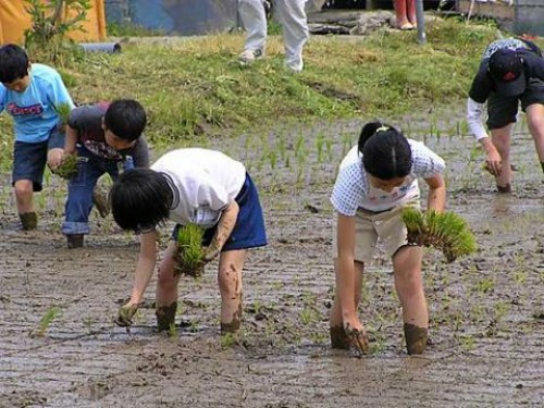 田植え