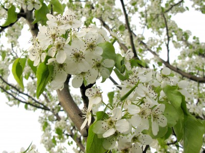 梨の花