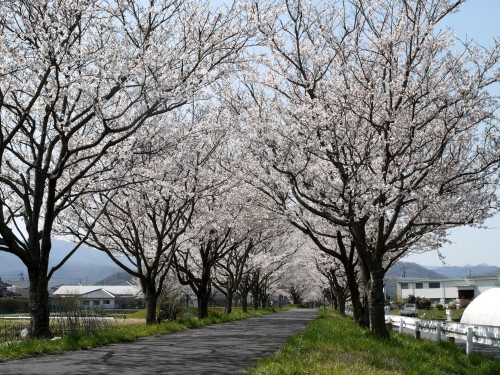 旧国鉄倉吉線廃線跡並木道