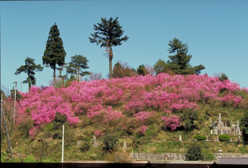 亀山公園