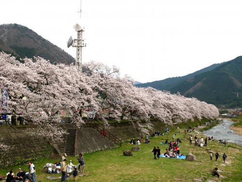 智頭桜土手