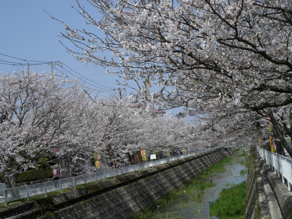 会下谷川の桜並木