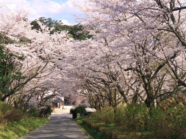 旧桜小学校　桜