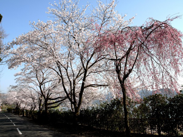 あやめ池周辺の桜